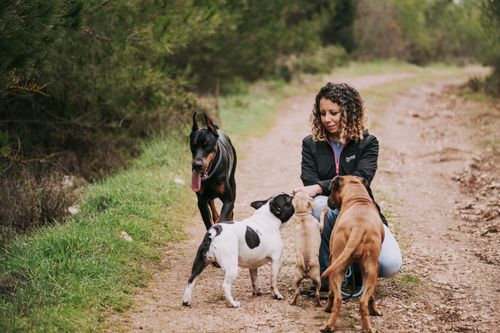 Pessoas em um parque com seus cães